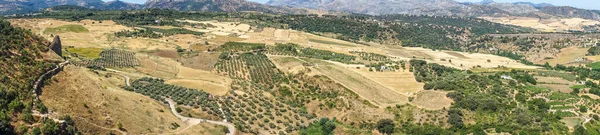 西班牙 陆地上的树的高角度概览 — 图库照片