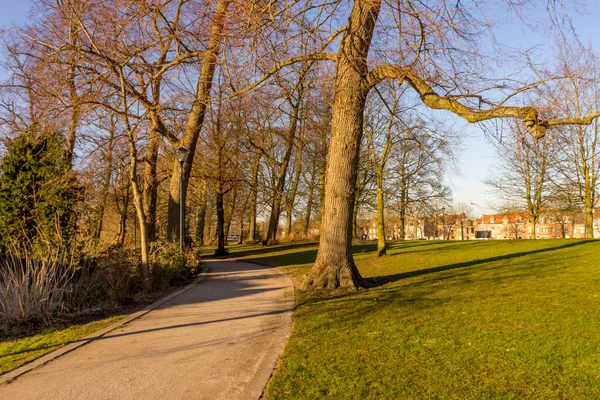 Avrupa Belçika Bruges Parkta Bir Ağaç — Stok fotoğraf