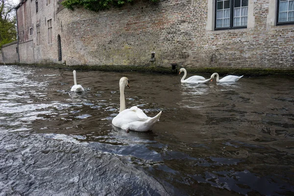 Labutě Plovoucí Kanálu Bruggách Belgie Evropa — Stock fotografie