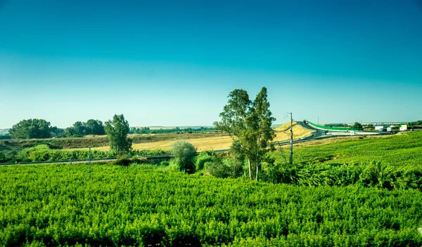 Spain Cordoba Europe Scenic View Agricultural Field Blue Sky — 스톡 사진