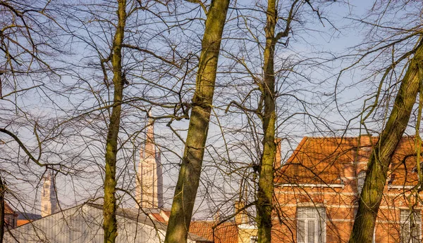 Belçika Bruges Yaprakları Olmayan Çorak Ağaçlar — Stok fotoğraf