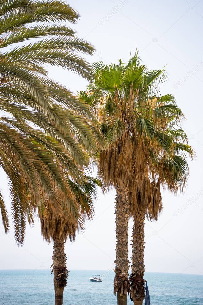 Spain, Malaga, Europe,  a group of palm trees next to a body of water