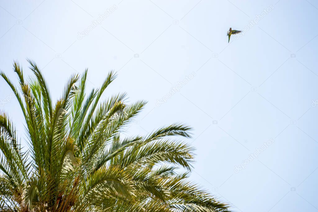 Spain, Malaga, Europe, a palm tree