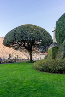Lecco, İtalya-1 Nisan 2018: Lombardiya 'daki ünlü Villa del Balbianello' nun bahçesindeki sahne ağacı