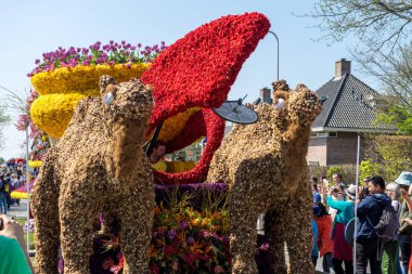 Hollanda, Sassenheim-21 Nisan 2018: Bulbflower Parade 2018, Bloemencorso BollenStreek, şenlikli gösteri, çiçeklerle süslenmiş araçlar, baharın yüzü, Ulusal Hollanda çiçek geçit töreni, deve hayvanı