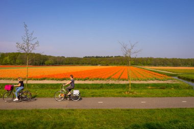 Leiden, Hollanda - 22 Nisan 2018: İnsanlar bir lale sahasının önünde bisiklet sürüyor