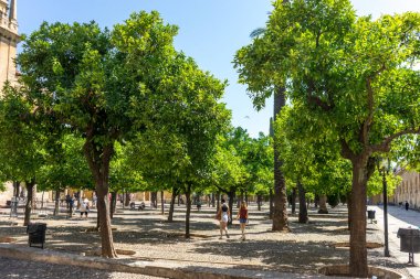 Cordoba, İspanya - 20 Haziran: Park 'ta Avrupa, Endülüs' te Portakal Ağacı