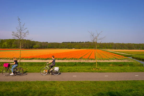 Leiden Hollandia 2018 Április Emberek Bicikliznek Tulipánmező Előtt — Stock Fotó
