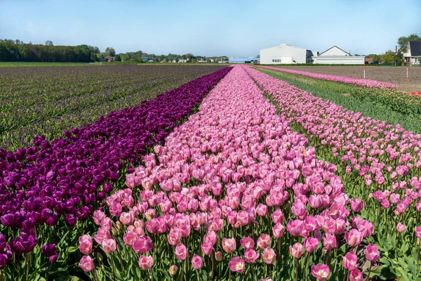 Lisse Holandia Maja 2018 Farma Tulipanów Różowymi Fioletowymi Kwiatami — Zdjęcie stockowe