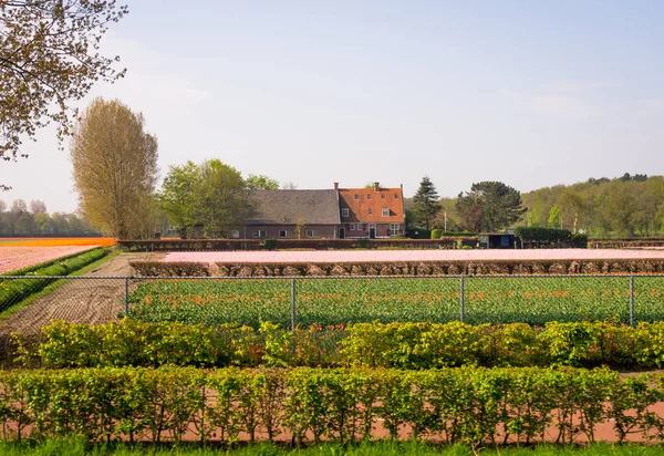 Leiden Países Bajos Abril 2018 Una Cerca Frente Jardín Tulipanes —  Fotos de Stock