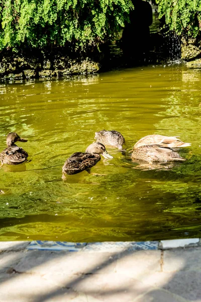 Sevilla Spanien Juni 2017 Enten Schwimmen Teich Garten Des Alcazar — Stockfoto