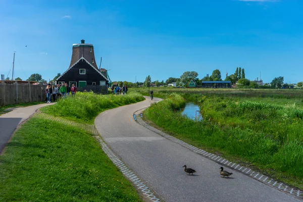 Zaanse Schans Maio Patos Cruzando Uma Pequena Estrada Com Turista — Fotografia de Stock