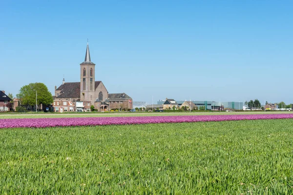 Lisse Hollandia 2018 Május Zöld Tulipánmezőre Néző Templom — Stock Fotó