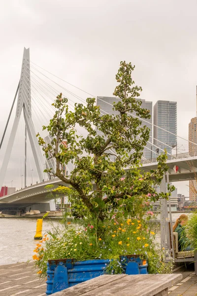Rotterdam Nederländerna Juli 2016 Erasmusbron Den 284M Långa Bron Ritades — Stockfoto