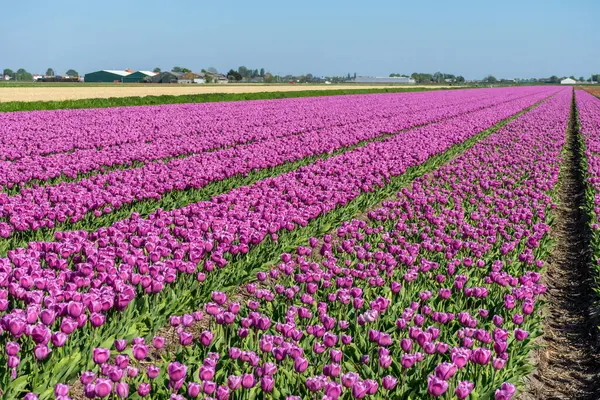 Lisse Holandia Maja 2018 Farma Tulipanów Różowymi Fioletowymi Kwiatami — Zdjęcie stockowe