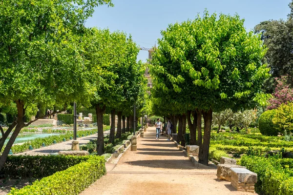 Córdoba España Junio Naranjos Jardines Park Andalucia Europa —  Fotos de Stock