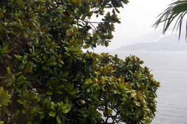 Avrupa, İtalya, Varenna, Como Gölü, bir ağacın yanında bir grup palmiye ağacı