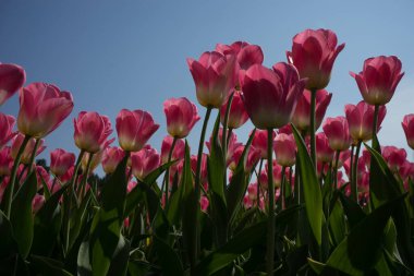 Hollanda, Lisse, Avrupa, pembe çiçeklerle dolu bir vazo