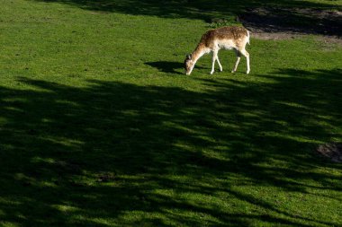 Hollanda, Lisse, Avrupa, ot yiyen geyik