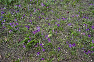 Çiçek bahçesi, Hollanda, Avrupa, tarlada mor bir çiçek
