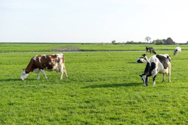 Hollanda, Sulak Topraklar, Maarken, Avrupa, Bir Tarlada Korkaklar