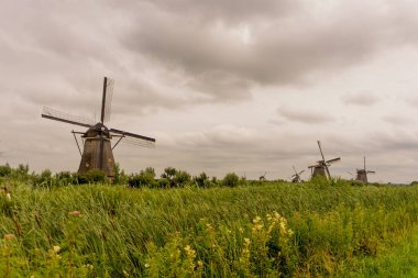 Hollanda, Rotterdam, Kinderdijk, bir kanal boyunca yemyeşil çimenlerin üzerindeki miras yel değirmeni