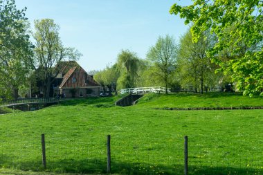 Hollanda, Sulak Topraklar, Maarken, Avrupa, yemyeşil bir alanda otlayan bir inek