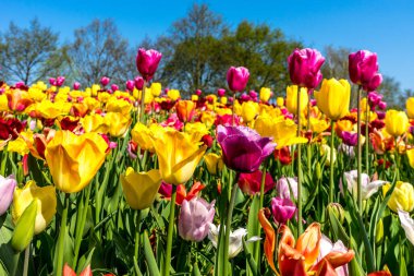 Hollanda, Lisse, Avrupa, mor çiçeklerle dolu bir vazo