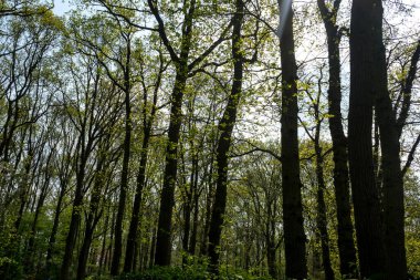 Hollanda, Lisse, Avrupa, ormanın ortasında bir ağaç