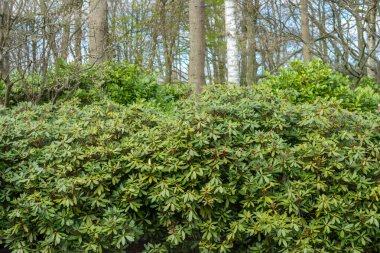 Çiçek bahçesi, Hollanda, Avrupa, ormandaki bir ağaç