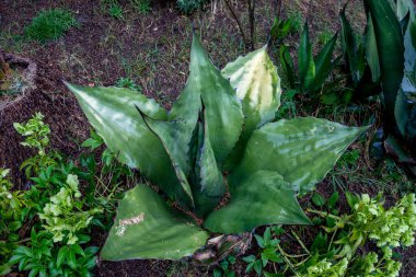 Avrupa, İtalya, Varenna, Como Gölü, bahçede yeşil bir bitki