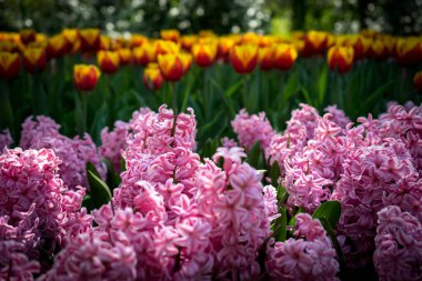 Hollanda, Lisse, Avrupa, Pembe Çiçeklerin Yakın Çekimi