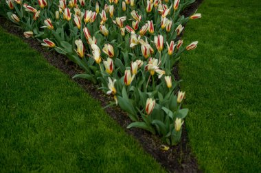 Çiçek bahçesi, Hollanda, Avrupa, çimlerle kaplı bir tarlanın tepesinde oturan bir grup sandalye.