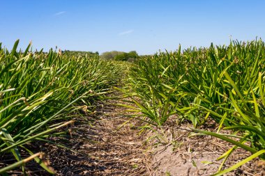 Hollanda, Lisse, Avrupa, bahçede yeşil bir bitki