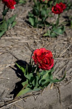 Hollanda, Lisse, Avrupa, bir bitkinin üzerindeki kırmızı çiçek