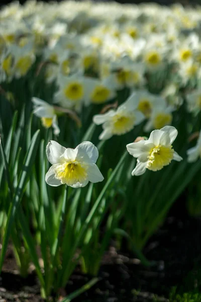 Jardín Flores Países Bajos Europa Primer Plano Una Flor —  Fotos de Stock