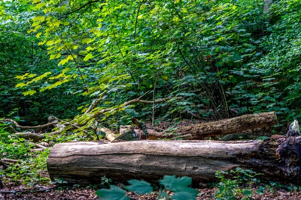 Fallna Stockar Trä Omgivna Växter Haagse Bos Skog Haag Nederländerna — Stockfoto