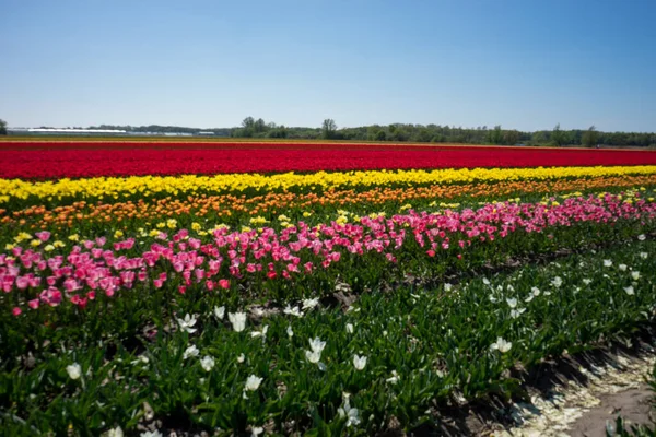 Niederlande Lisse Europa Eine Nahaufnahme Eines Blumengartens — Stockfoto