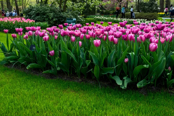 Hollanda Lisse Avrupa Çimlerle Kaplı Bir Sahanın Tepesinde Oturan Bir — Stok fotoğraf