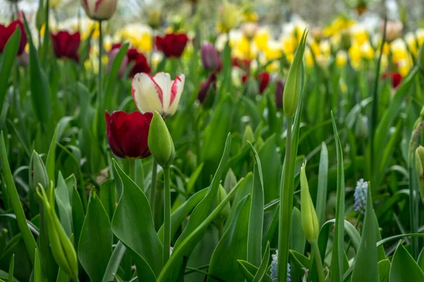 Paesi Bassi Lisse Europa Primo Piano Giardino Fiorito — Foto Stock