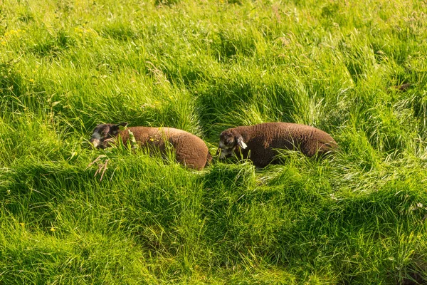 Países Bajos Zaanse Schans Oveja Negra Prado — Foto de Stock