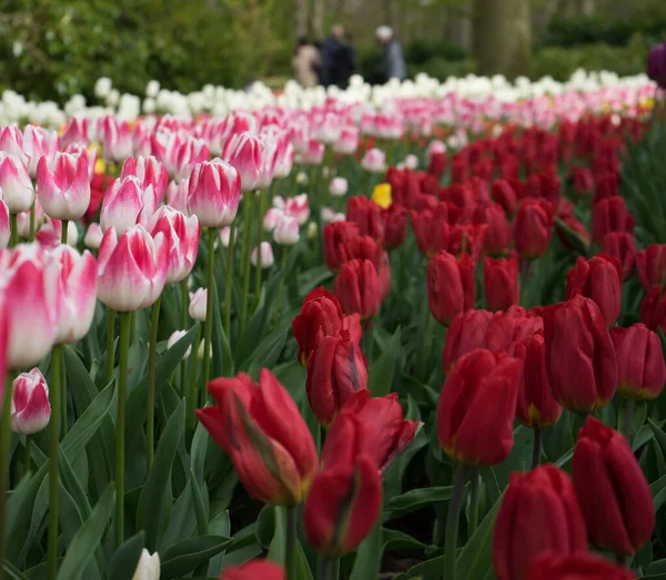 Красивые Красочные Цветы Тюльпана Красивым Фоном Весенний День — стоковое фото