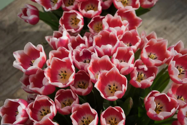 Belles Fleurs Tulipes Colorées Avec Beau Fond Sur Jour Printemps — Photo