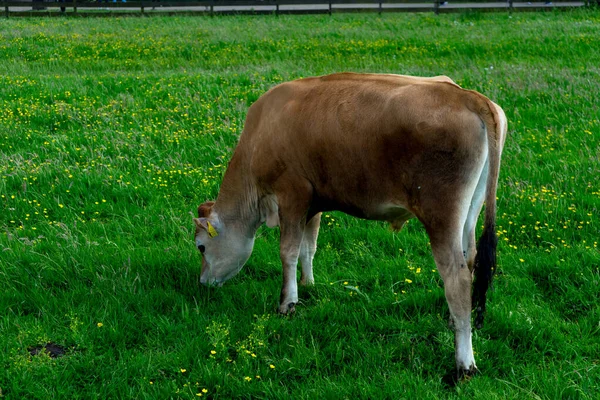 Europa Holanda Zaanse Schans Uma Vaca Pastando Campo Verde Exuberante — Fotografia de Stock