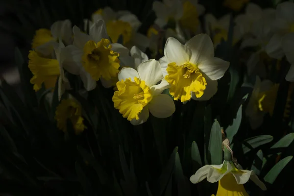 Красиві Барвисті Квіти Нарцисів Красивим Тлом Весняний День — стокове фото