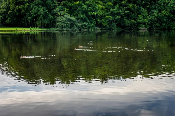 Ducks Swimming Lake Haagse Bos Forest Hague Netherlands Europe — Stock Photo, Image