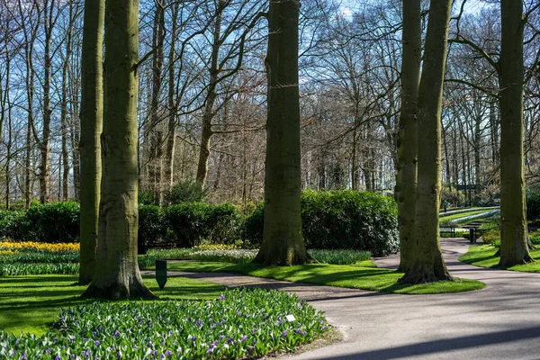 Jardín Flores Países Bajos Europa Camino Rodeado Árboles — Foto de Stock