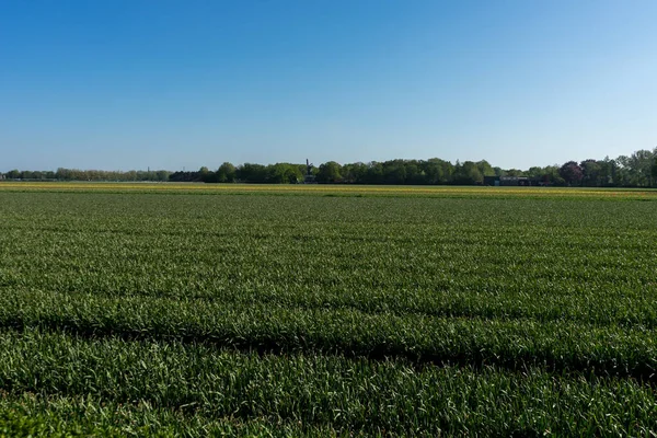 Hollanda Lisse Avrupa Arka Planda Ağaçlar Olan Büyük Yeşil Bir — Stok fotoğraf