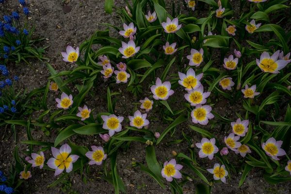 Netherlands Lisse Europe Close Flower Garden — стоковое фото
