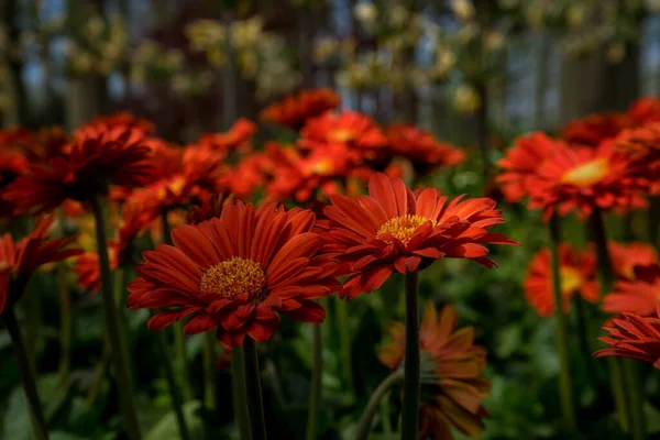 Pays Bas Lisse Europe Une Fleur Rouge Jaune — Photo